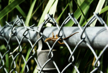 On the Fence