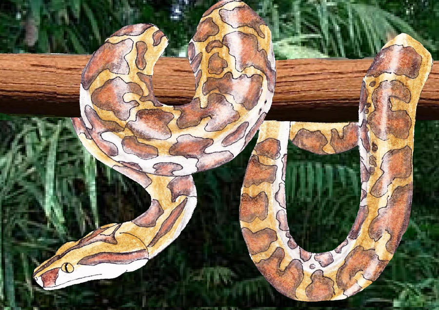 Tree Python Vs Ball Python Vs Burmese Python Burmese python in tree by Dark-Crescent-Moon on DeviantArt
