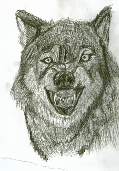 Wolf drawing by Sycophantic09 on DeviantArt Wolf drawing by Sycophantic09 on DeviantArt