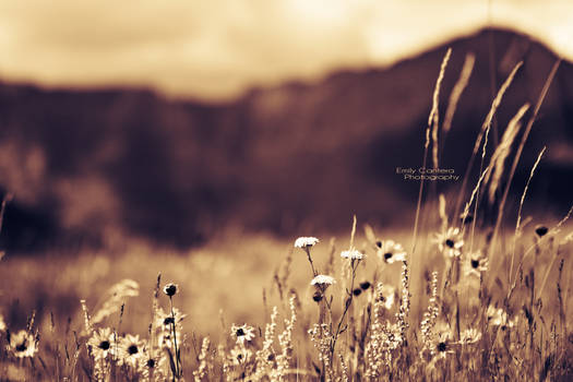 Prairie Flowers.