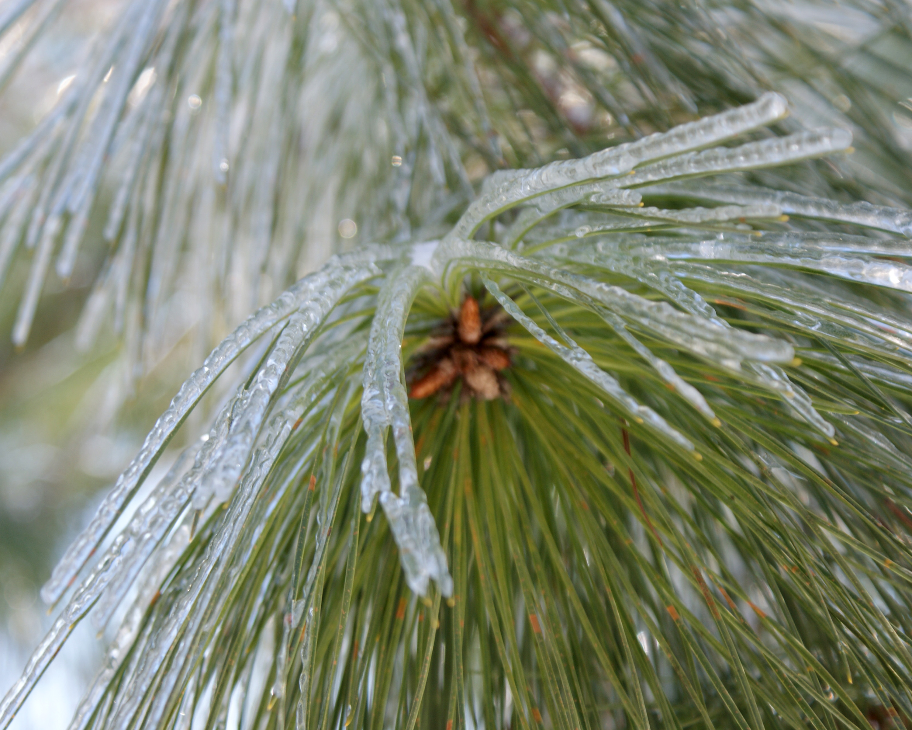 Winter - Icey Pine