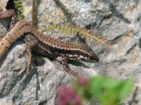 Lizard