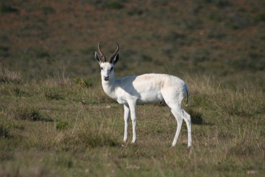 White Springbuck