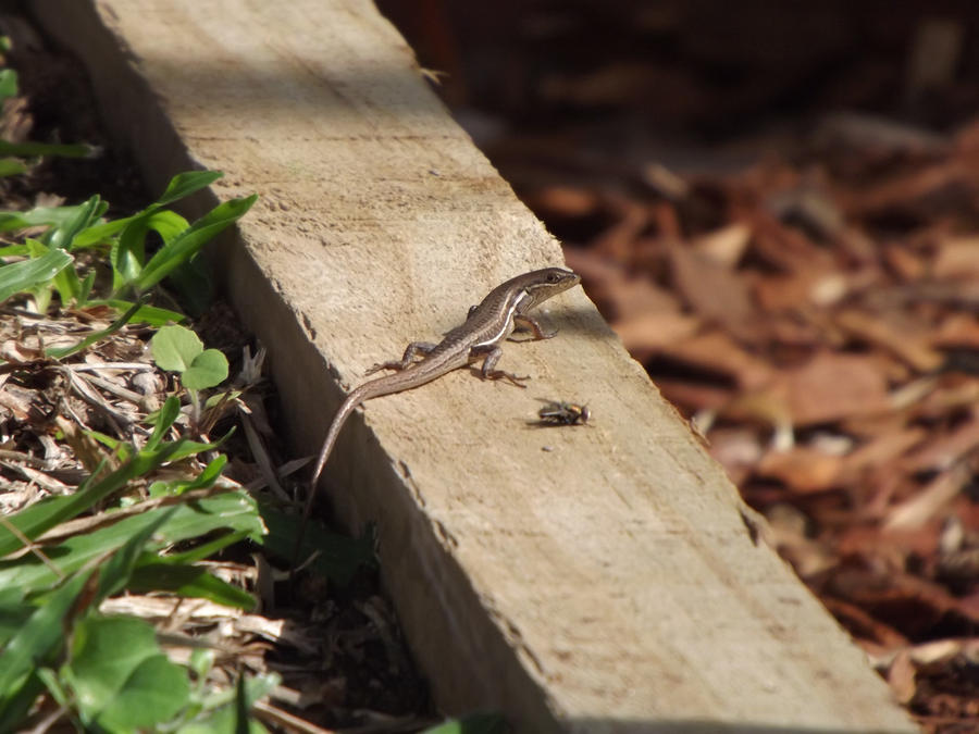 Garden Lizard + Fly