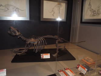 Borhyaenid marsupial skeleton