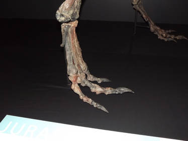 Cryolophosaurus limb #2