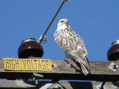 Ferruginous hawk