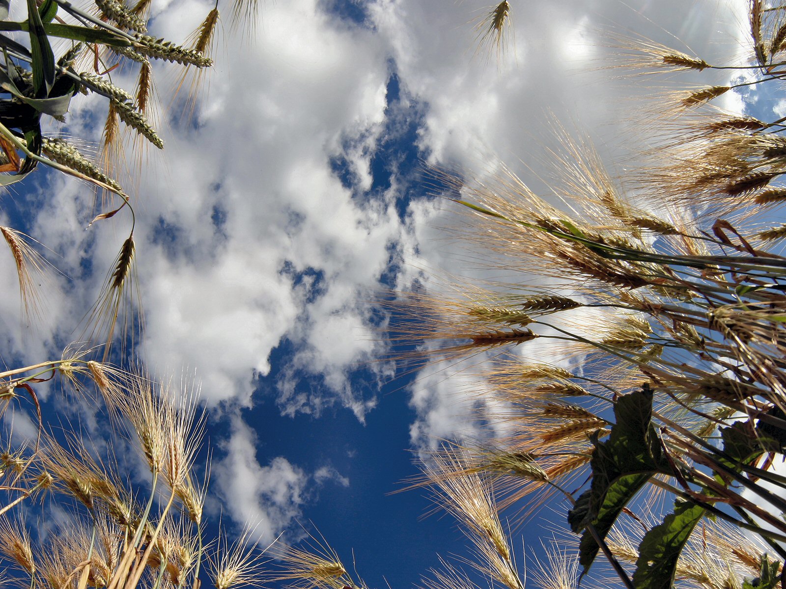 In The middle of the field II