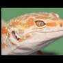 Leopard Gecko