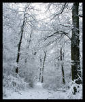 Snow in the wood by philcopain