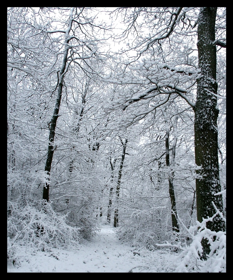 Snow in the wood