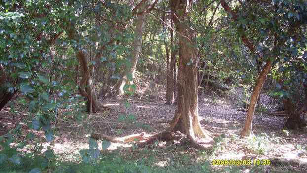 clearing near mangroves