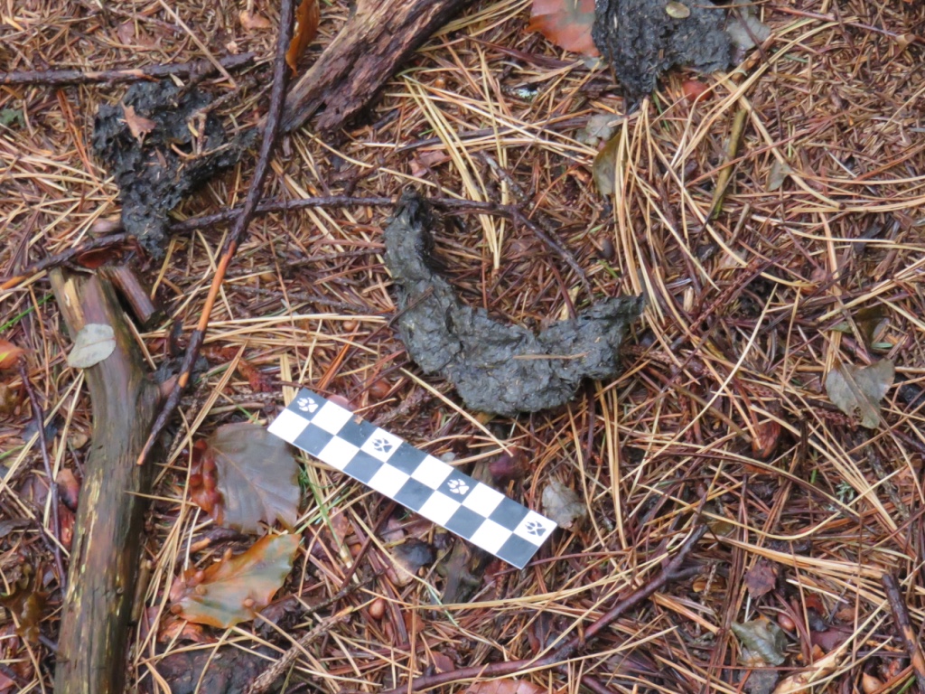 Wolves Poop Wolf scat by Tish-Underwood on DeviantArt