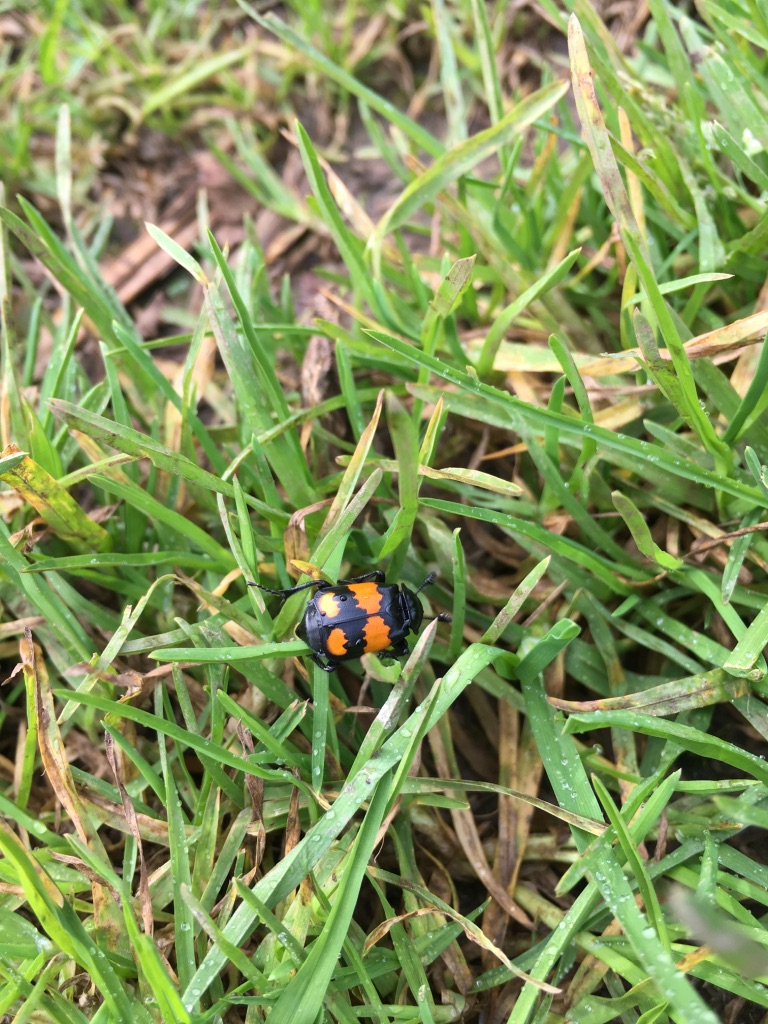 Black and orange beetle