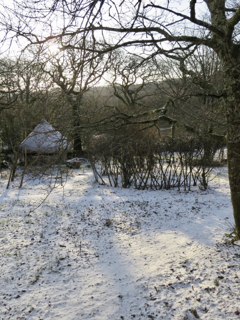 Snowy backyard