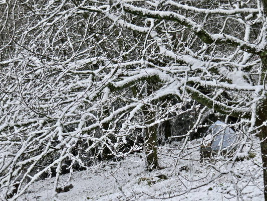 Snowy Oak tree