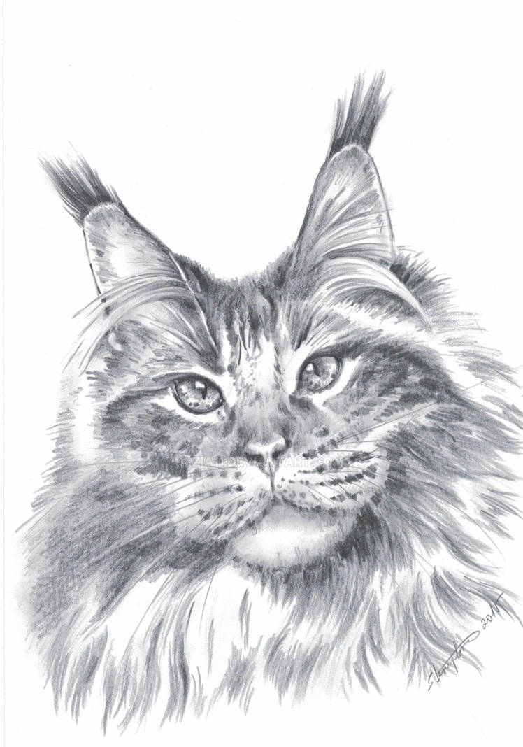 Кот Мейн кун рисунок