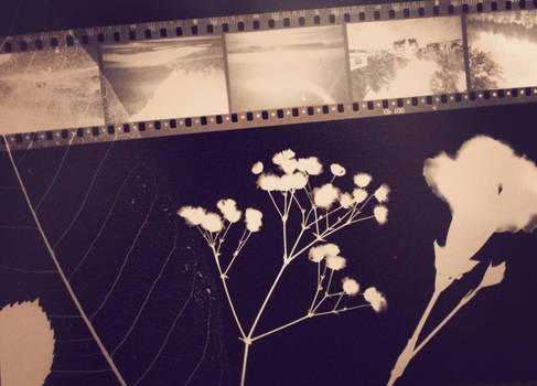 Flowers and film photogram