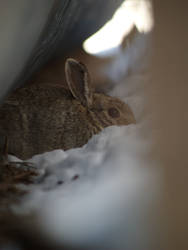 Cottontail