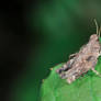 Common Field Grasshopper Nymph