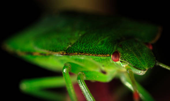 Green Shield Bug