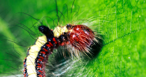 Grey Dagger Caterpillar