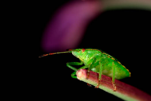 Green Shield Bug