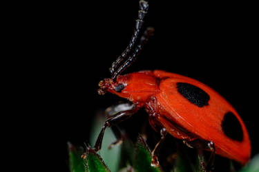 False Lady Bird (Endomychus coccineus)