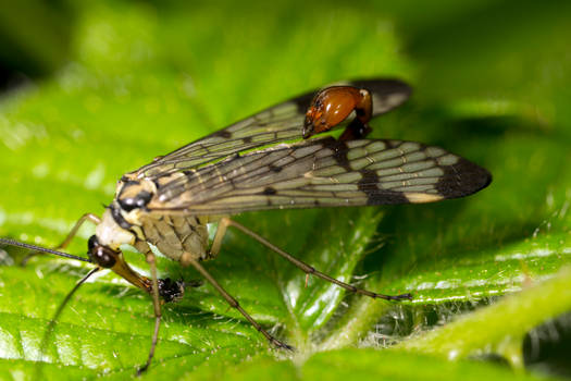 Scorpion Fly