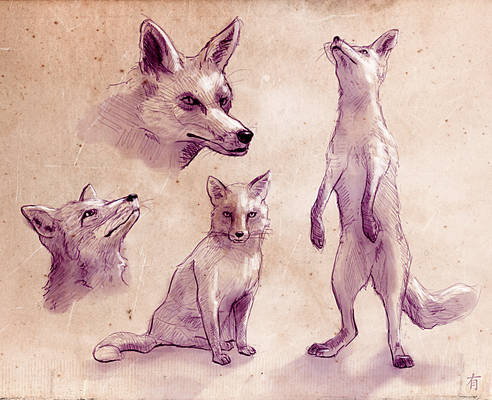 Fox Studies