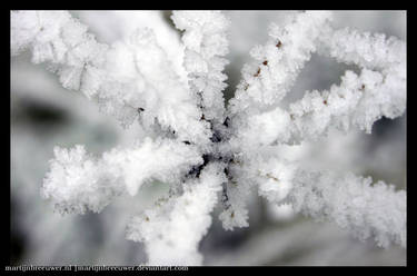 Frozen plant - Sosoye Belgium