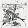 Flying Fish-Exocoetidae #1