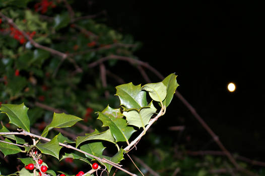 Holly Berry Bush