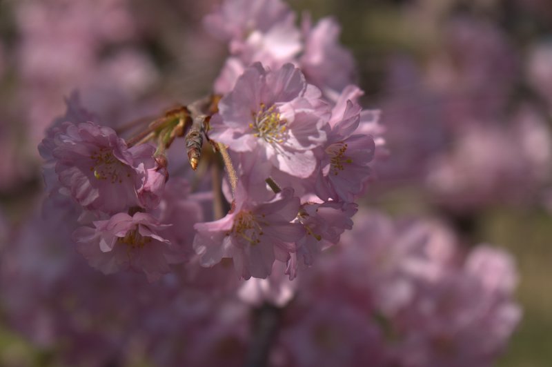 Cherry Blossoms 03