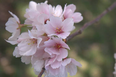 Cherry Blossoms 04