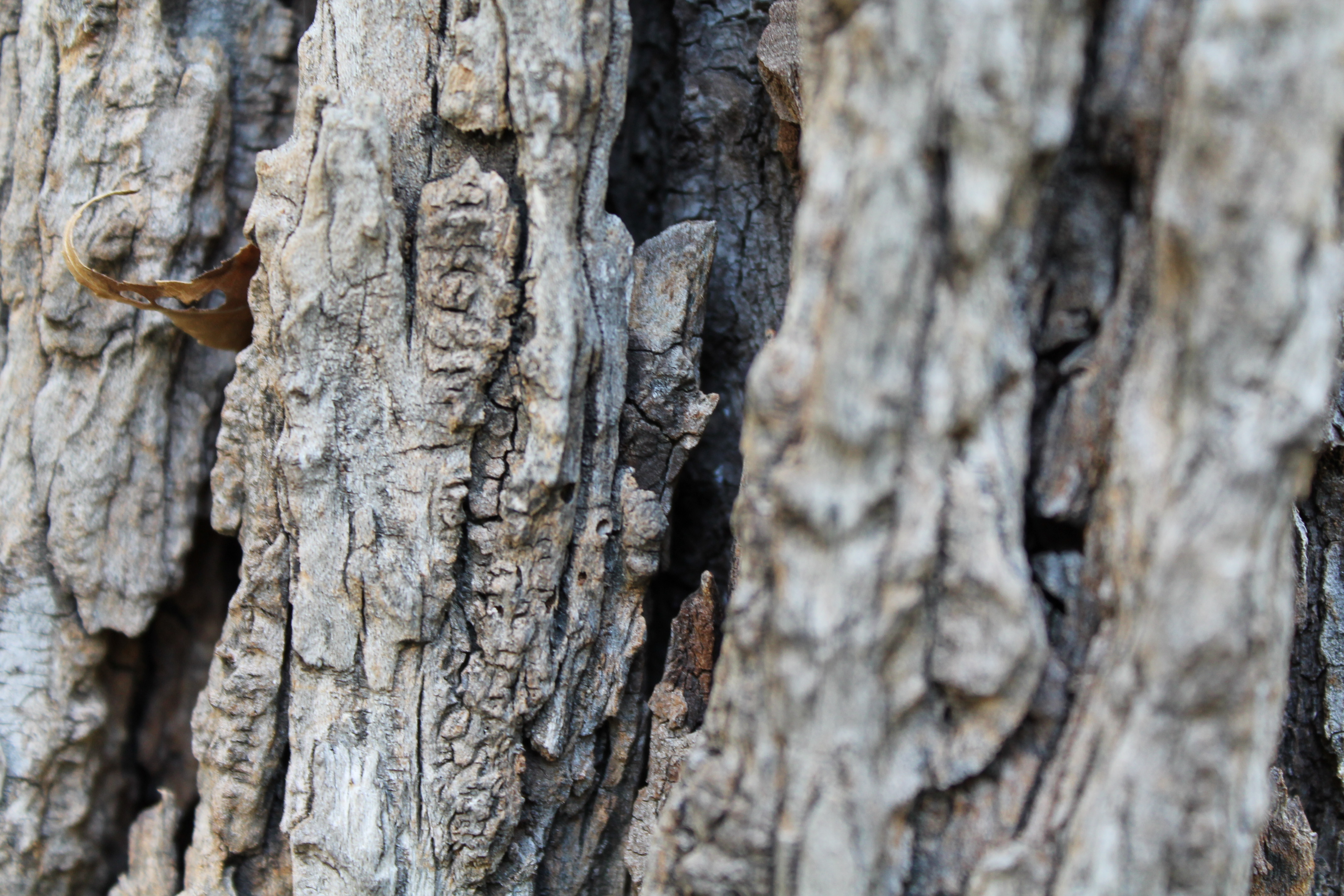 Tree bark