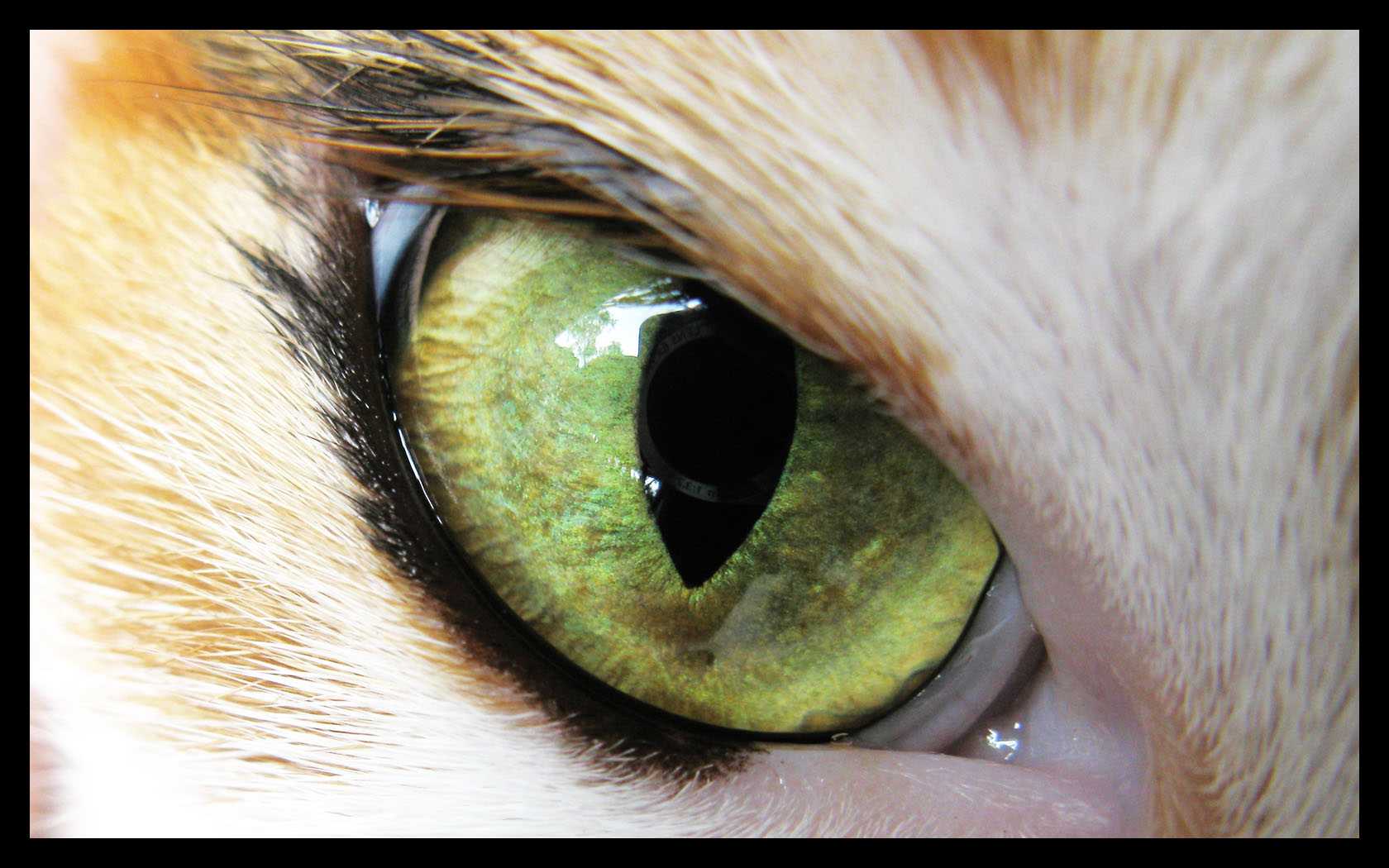 Cat Eye