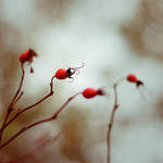 Macro 3 by madloveless