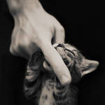Nom nom kitty by ideea
