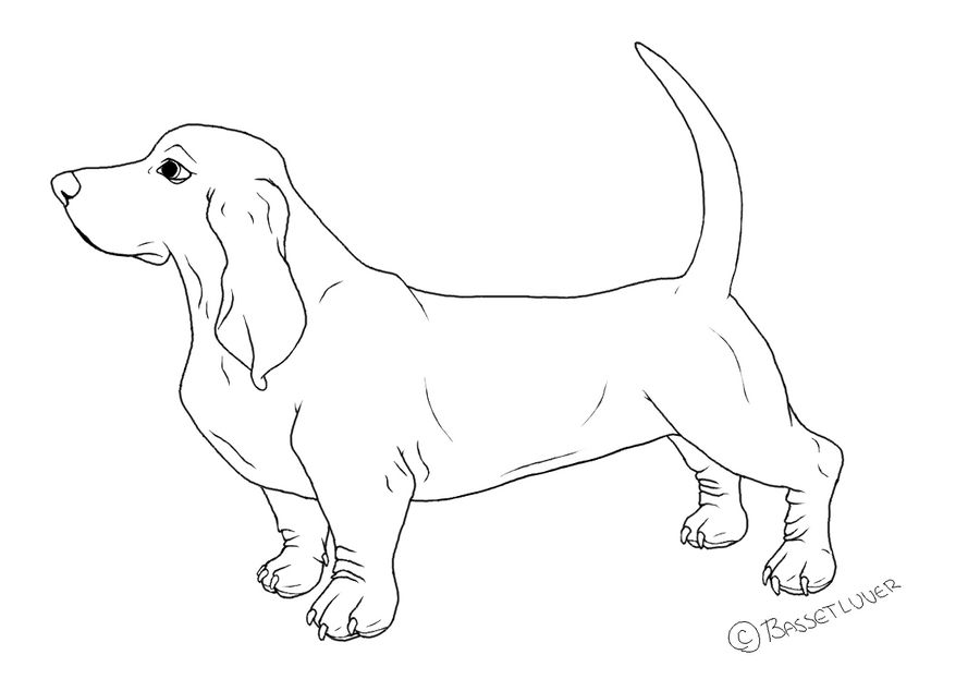 basset hound lineart