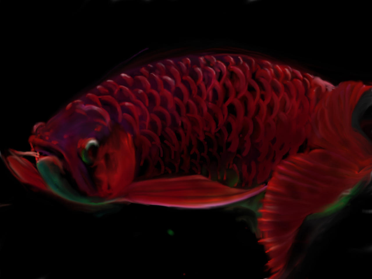 Ipad Drawing Chilli Red Arowana Fish By Vanhao123 On Deviantart Ipad Drawing Chilli Red Arowana Fish By Vanhao123 On Deviantart
