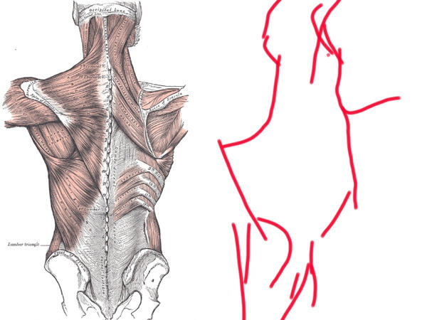 Human Anatomy - Back by mjmickey87 on DeviantArt
