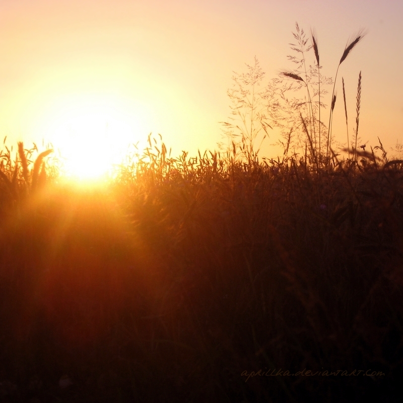 Fields of Gold