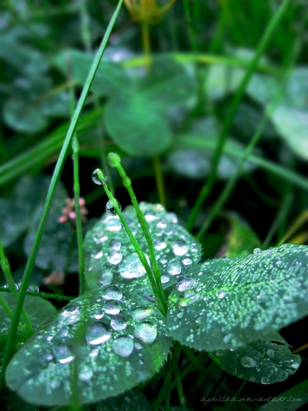 Crystals on the grass