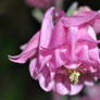 Aquilegia