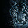 tiger PhotoMural design