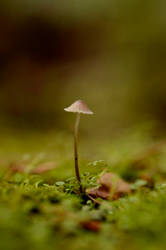 Itty Bitty Mushroom