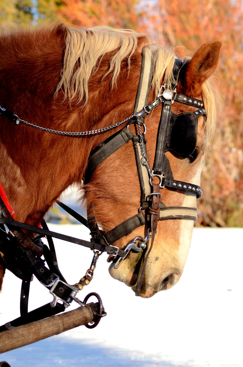 Horse at Work