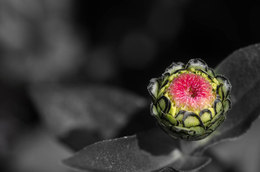 Flower Bud