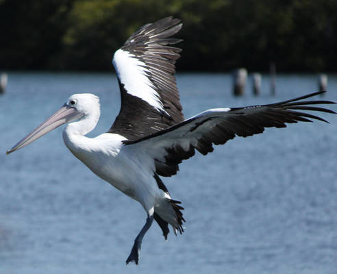 Flying Pelican